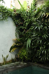 Photo of Fence covered with different green plants outdoors
