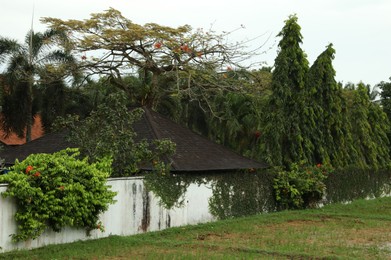 Photo of Fence covered with green plants, trees and building outdoors
