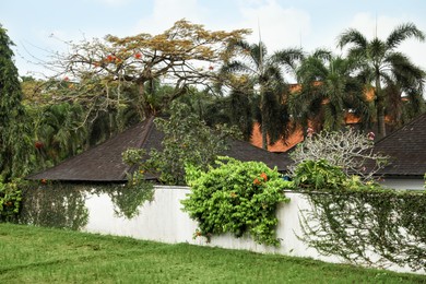 Photo of Fence covered with green plants, palms and buildings outdoors