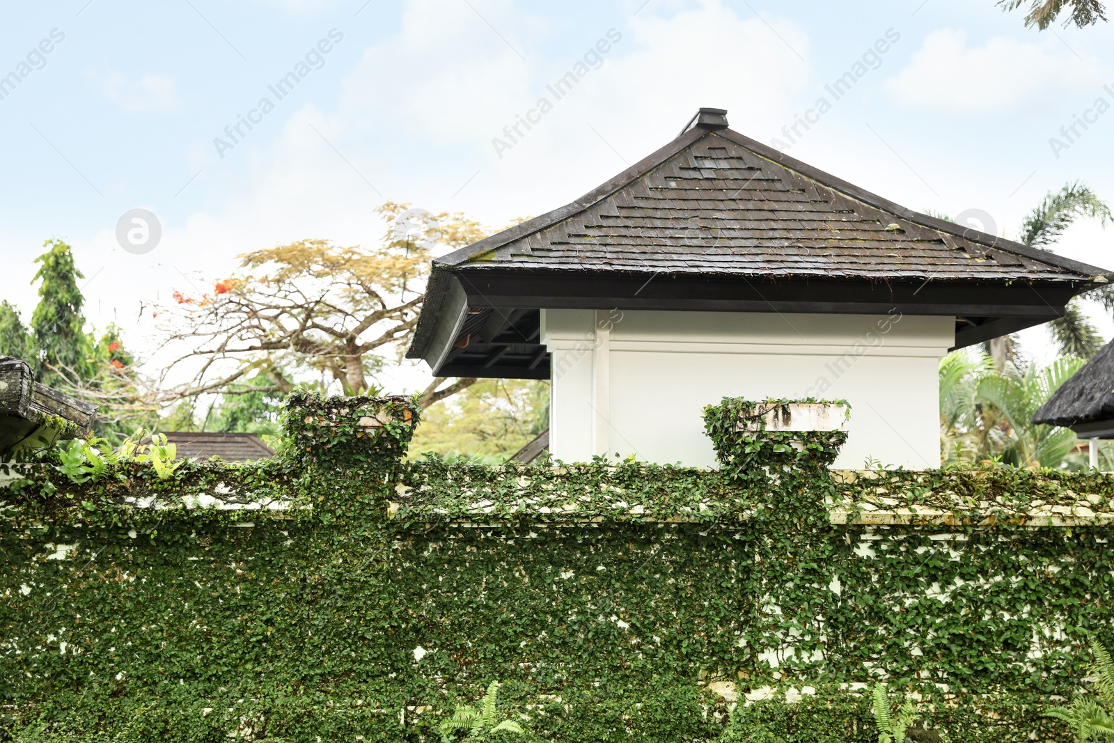 Fence covered with green plants and gazebo outdoors Photo of Fence covered with green plants and gazebo outdoors