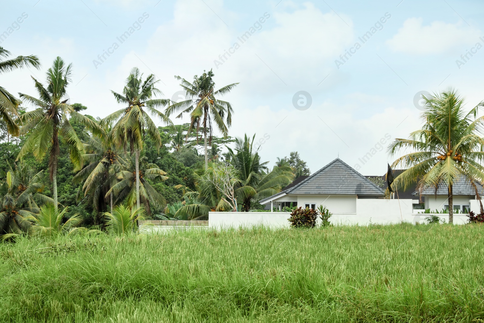 Beautiful rice field, building and green palms outdoors Photo of Beautiful rice field, building and green palms outdoors