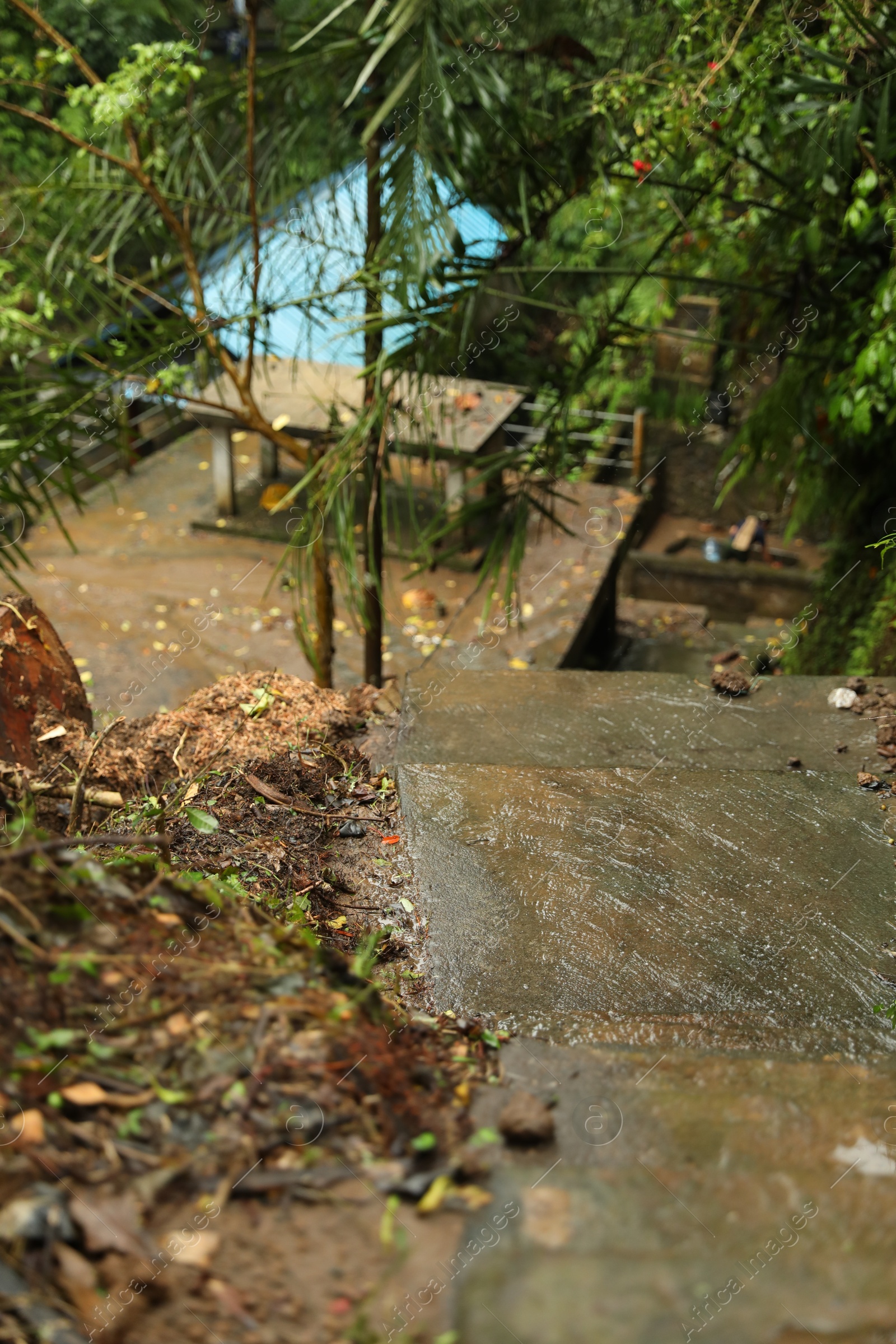 Wet stone stairs in tropical forest after rain, closeup Photo of Wet stone stairs in tropical forest after rain, closeup