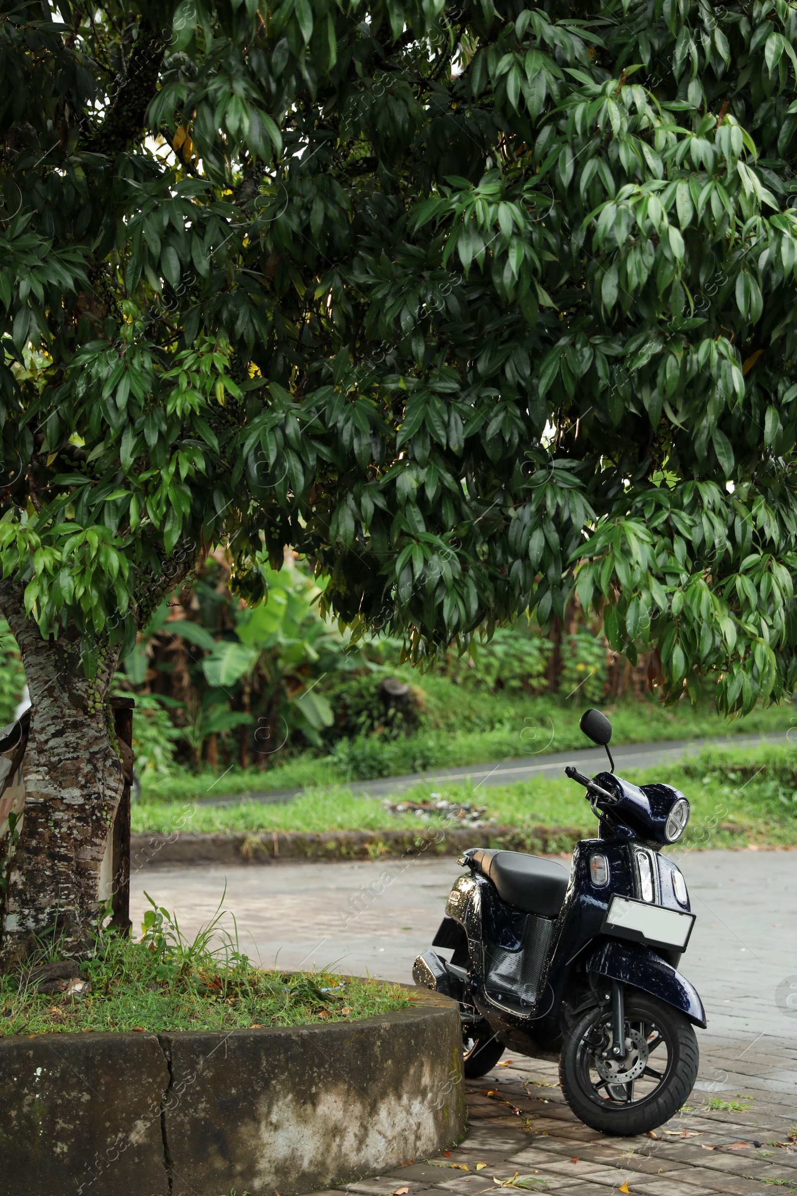 Black scooter parked near green tree outdoors Photo of Black scooter parked near green tree outdoors
