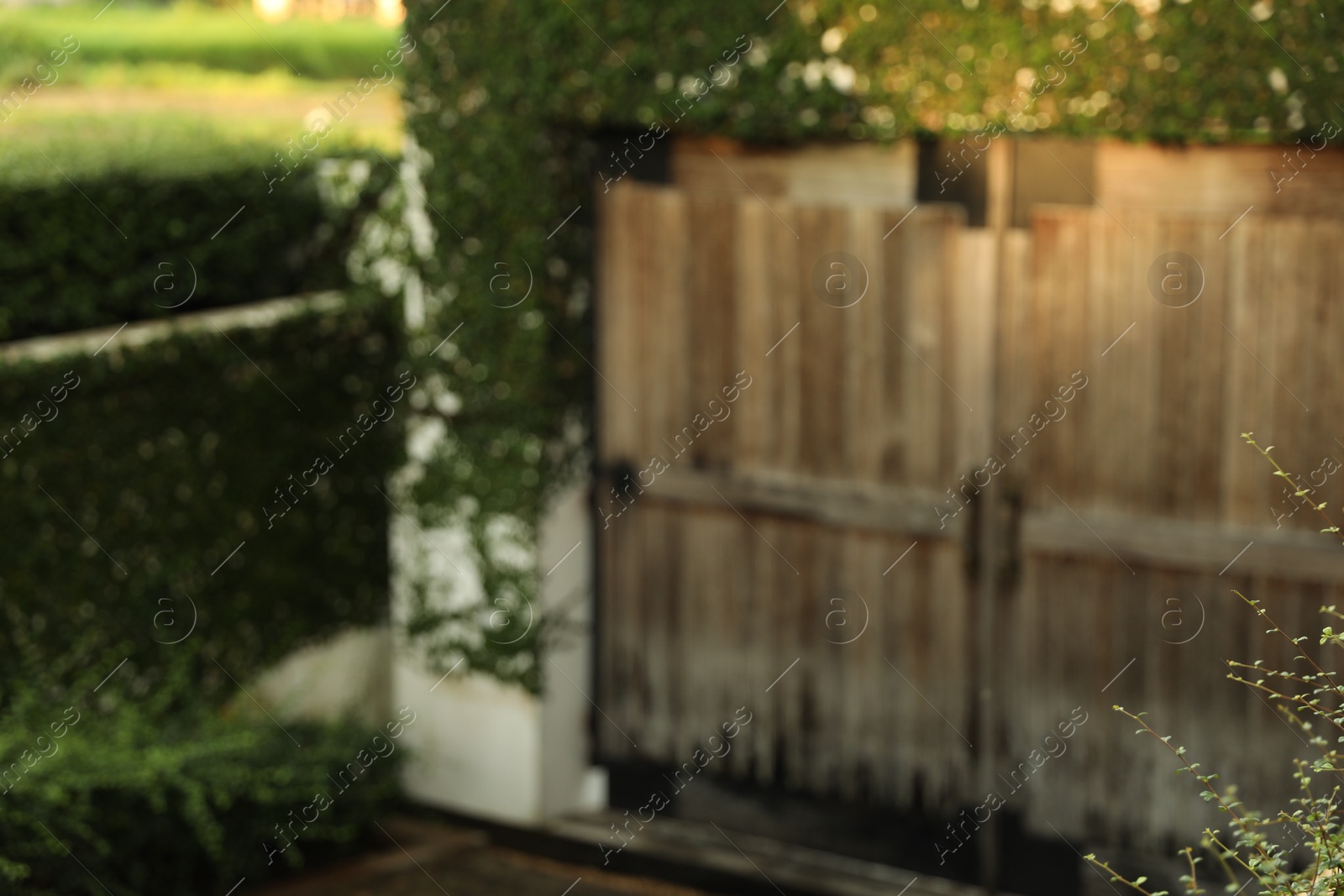 Blurred view of fence covered with green plants and wooden gates outdoors Photo of Blurred view of fence covered with green plants and wooden gates outdoors