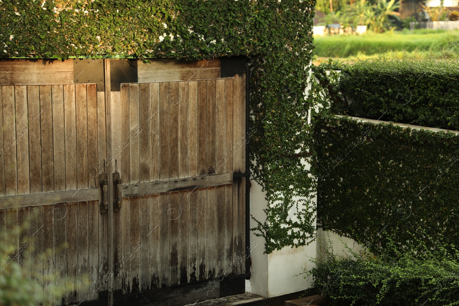Fence covered with green plants and wooden gates outdoors Photo of Fence covered with green plants and wooden gates outdoors