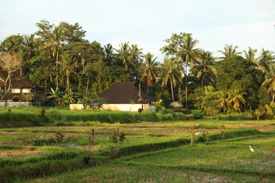 Photo of Beautiful rice fields, buildings and green palms outdoors