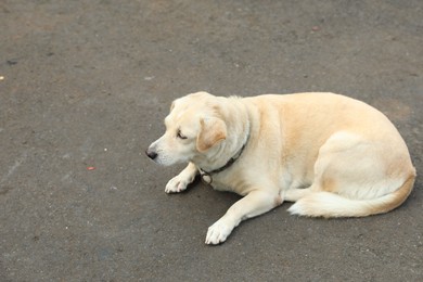 Photo of Cute dog lying on ground outdoors, space for text