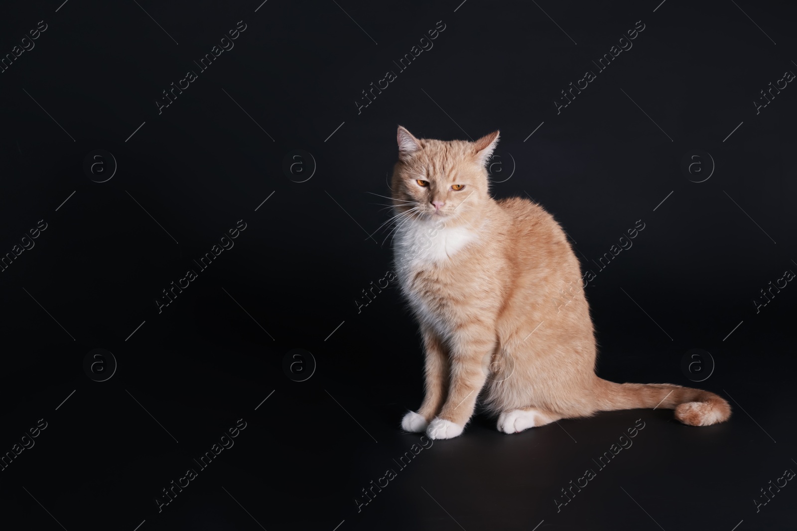 Adorable ginger cat sitting on black background. Space for text Photo of Adorable ginger cat sitting on black background. Space for text