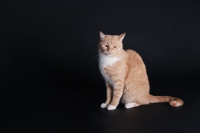 Photo of Adorable ginger cat sitting on black background. Space for text