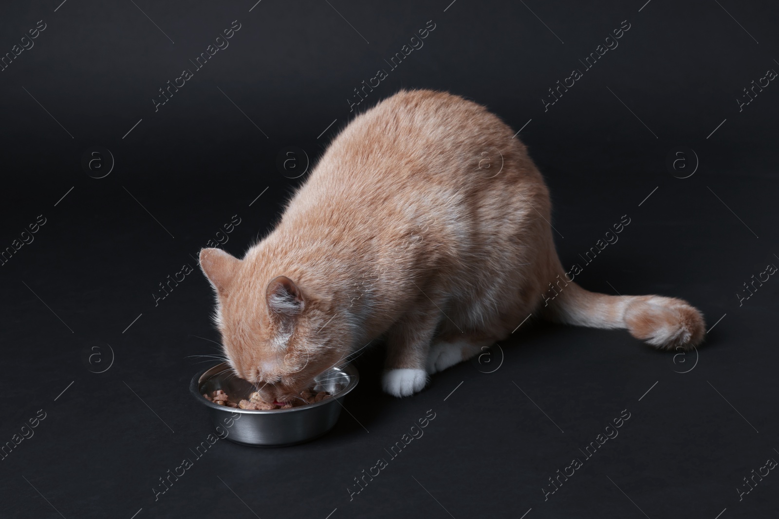 Adorable ginger cat eating pet food from bowl on black background Photo of Adorable ginger cat eating pet food from bowl on black background