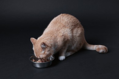 Photo of Adorable ginger cat eating pet food from bowl on black background