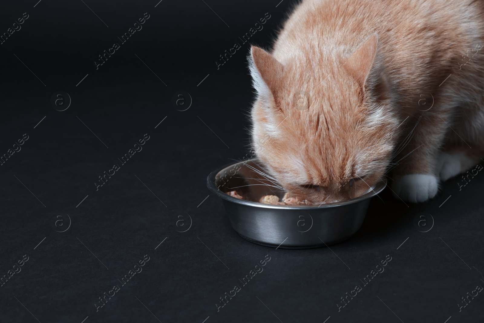 Adorable ginger cat eating from bowl on black background. Space for text Photo of Adorable ginger cat eating from bowl on black background. Space for text