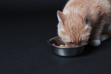 Photo of Adorable ginger cat eating from bowl on black background. Space for text
