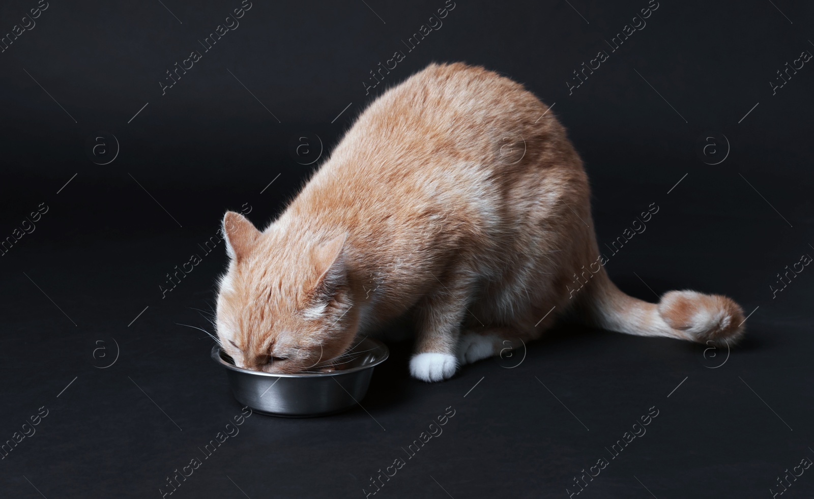Adorable ginger cat eating pet food from bowl on black background Photo of Adorable ginger cat eating pet food from bowl on black background