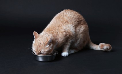 Photo of Adorable ginger cat eating pet food from bowl on black background