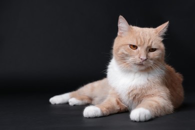 Photo of Adorable ginger cat on black background. Cute animal