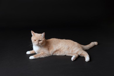 Photo of Adorable ginger cat on black background. Cute animal