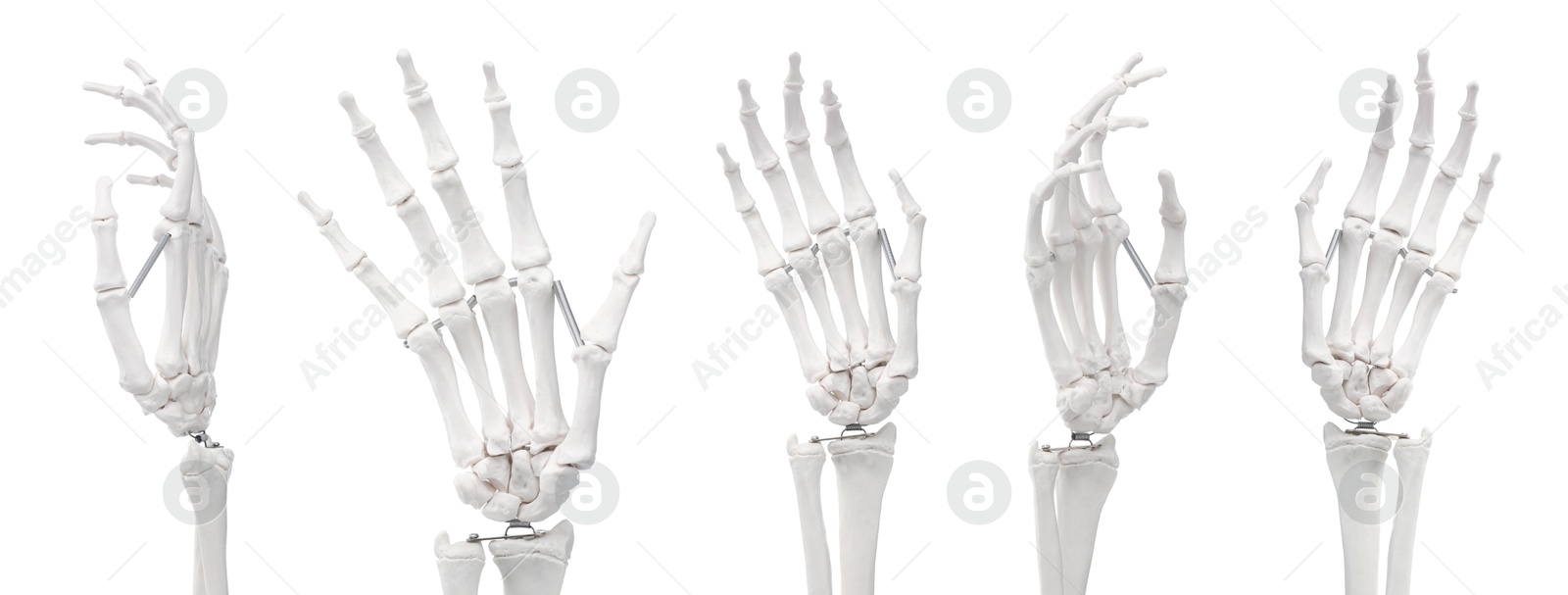 Artificial human hand isolated on white, set. Different sides Image of Artificial human hand isolated on white, set. Different sides