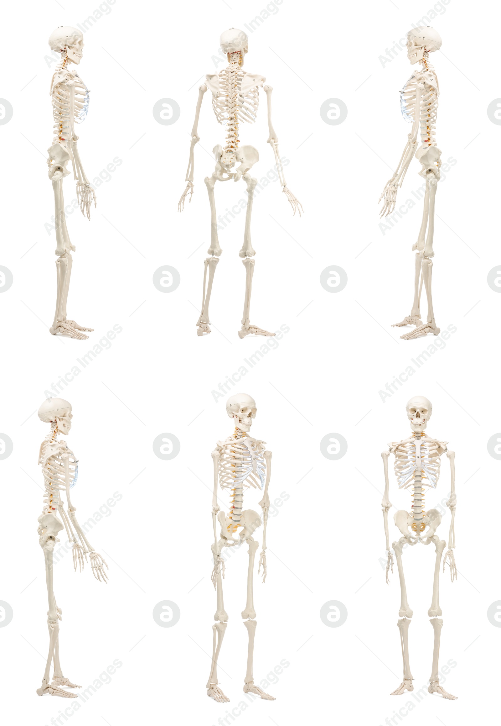 Artificial human skeleton model isolated on white, set. Different sides Image of Artificial human skeleton model isolated on white, set. Different sides