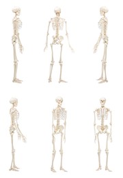 Image of Artificial human skeleton model isolated on white, set. Different sides