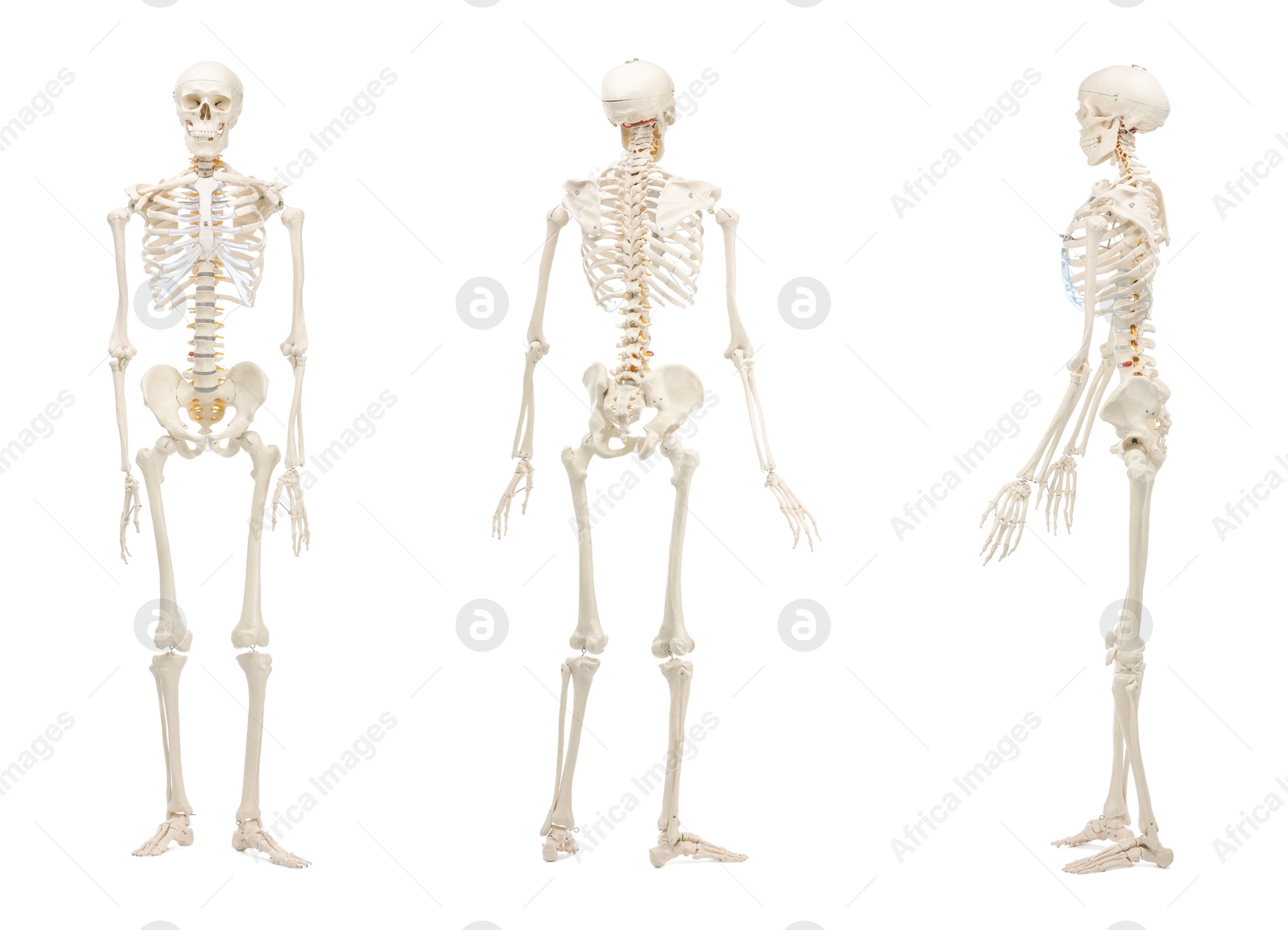 Artificial human skeleton model isolated on white, set. Different sides Image of Artificial human skeleton model isolated on white, set. Different sides