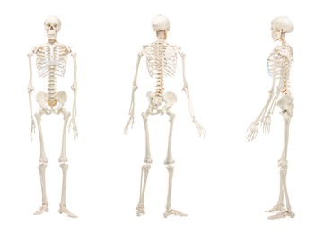 Image of Artificial human skeleton model isolated on white, set. Different sides