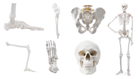 Image of Artificial human skeleton model and parts isolated on white, set