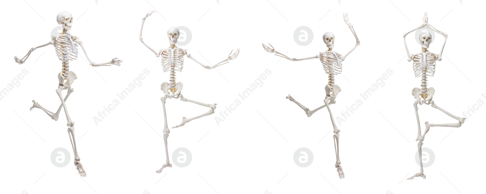 Artificial human skeleton model in different poses isolated on white, set Image of Artificial human skeleton model in different poses isolated on white, set