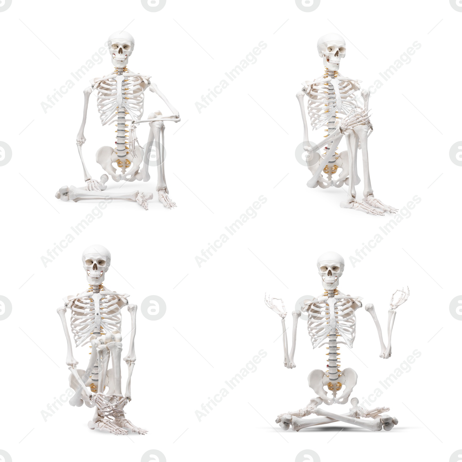 Artificial human skeleton model in different poses isolated on white, set Image of Artificial human skeleton model in different poses isolated on white, set