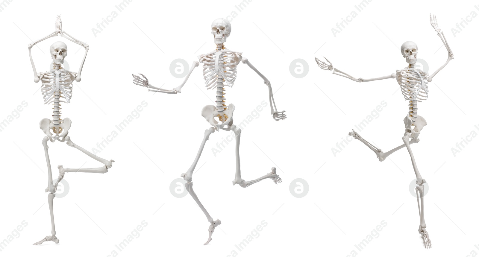 Artificial human skeleton model in different poses isolated on white, set Image of Artificial human skeleton model in different poses isolated on white, set