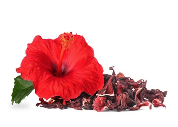 Image of Red hibiscus flower and dried calyces on white background