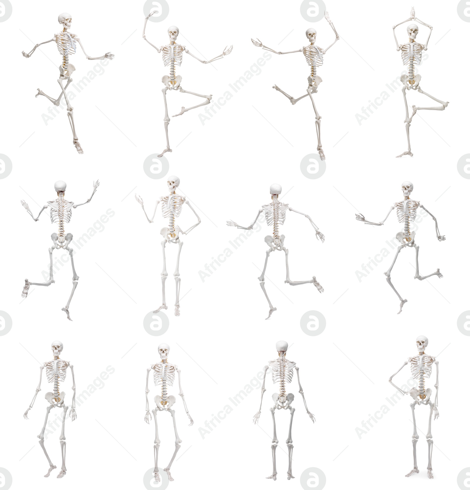 Image of Artificial human skeleton model in different poses isolated on white, set