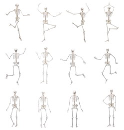 Image of Artificial human skeleton model in different poses isolated on white, set