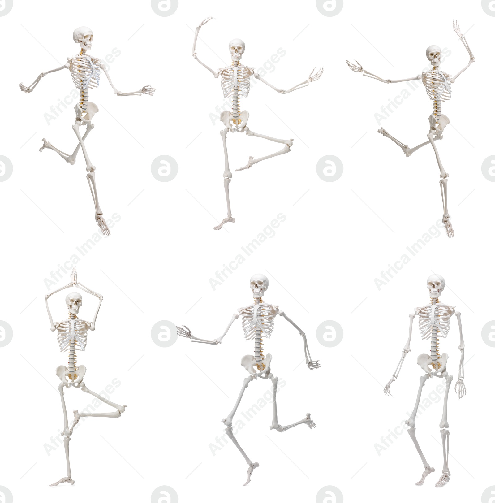Artificial human skeleton model in different poses isolated on white, set Image of Artificial human skeleton model in different poses isolated on white, set