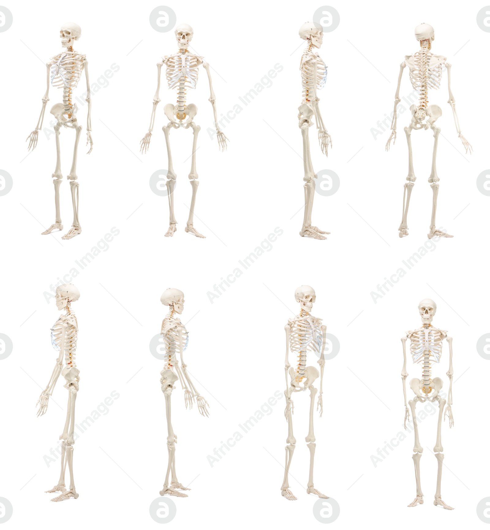Artificial human skeleton model isolated on white, set. Different sides Image of Artificial human skeleton model isolated on white, set. Different sides