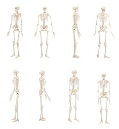 Image of Artificial human skeleton model isolated on white, set. Different sides