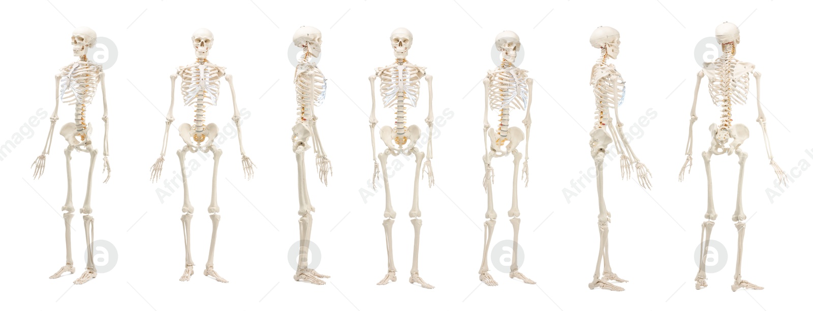 Artificial human skeleton model isolated on white, set. Different sides Image of Artificial human skeleton model isolated on white, set. Different sides