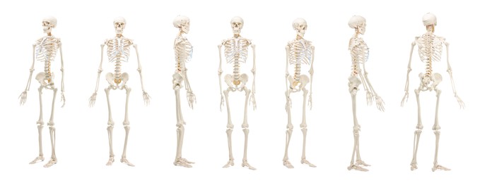 Image of Artificial human skeleton model isolated on white, set. Different sides