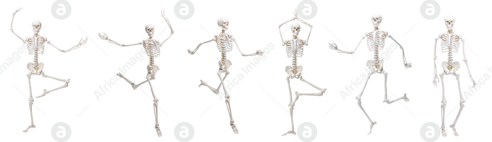 Artificial human skeleton model in different poses isolated on white, set Image of Artificial human skeleton model in different poses isolated on white, set