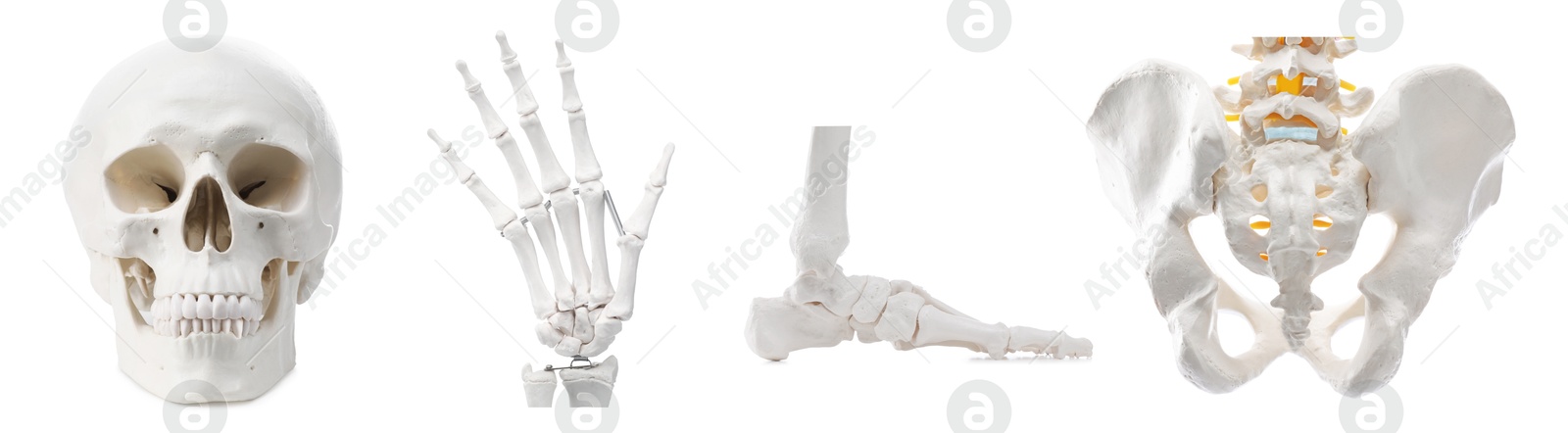 Parts of artificial human skeleton model isolated on white, set Image of Parts of artificial human skeleton model isolated on white, set