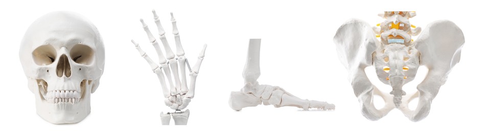 Image of Parts of artificial human skeleton model isolated on white, set