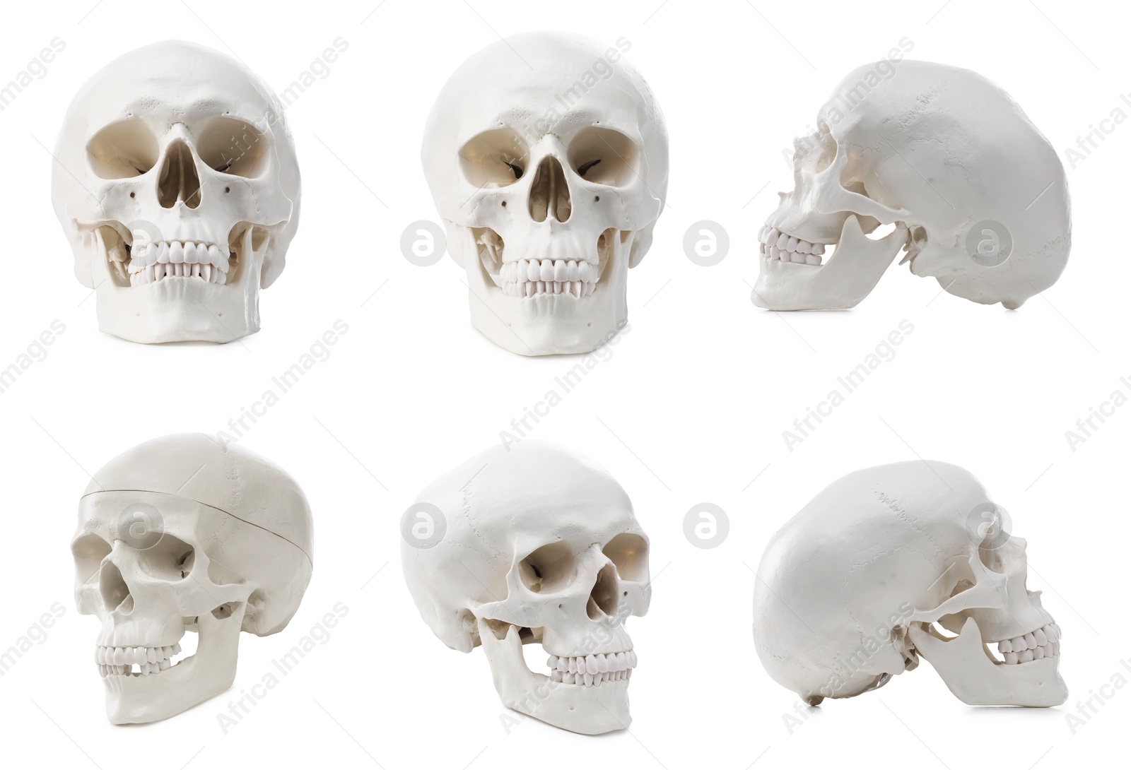 Artificial human skull isolated on white, set. Different sides Image of Artificial human skull isolated on white, set. Different sides