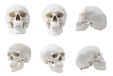 Image of Artificial human skull isolated on white, set. Different sides