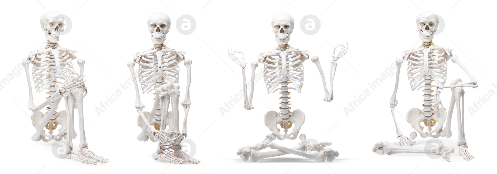 Artificial human skeleton model in different poses isolated on white, set Image of Artificial human skeleton model in different poses isolated on white, set