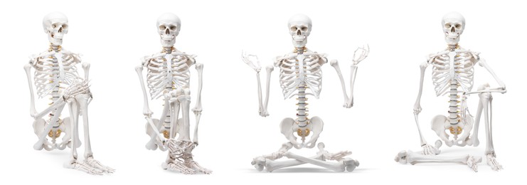 Image of Artificial human skeleton model in different poses isolated on white, set