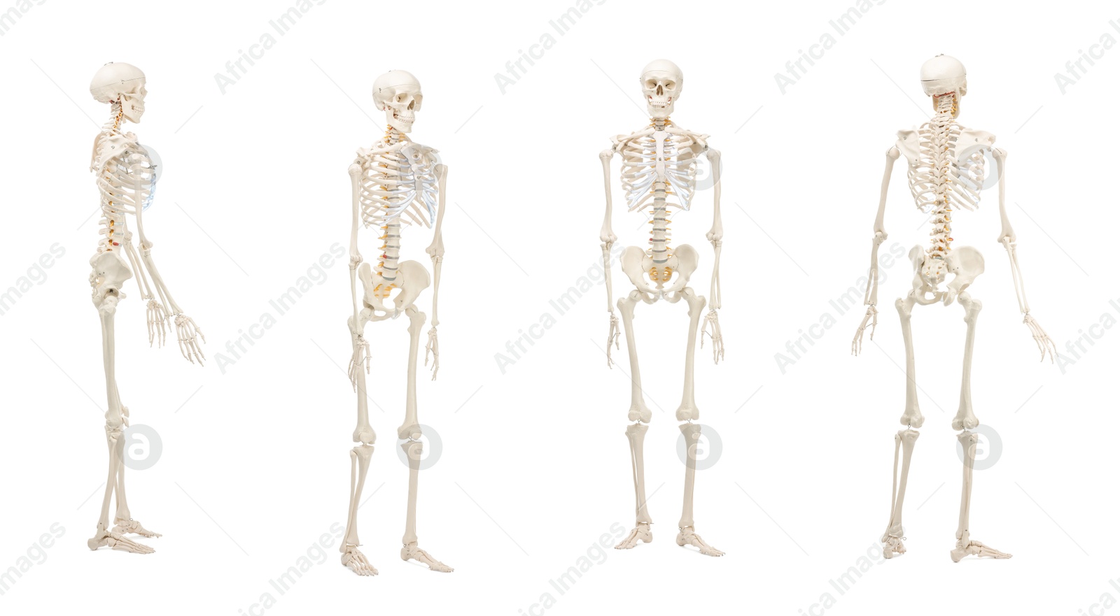 Artificial human skeleton model isolated on white, set. Different sides Image of Artificial human skeleton model isolated on white, set. Different sides