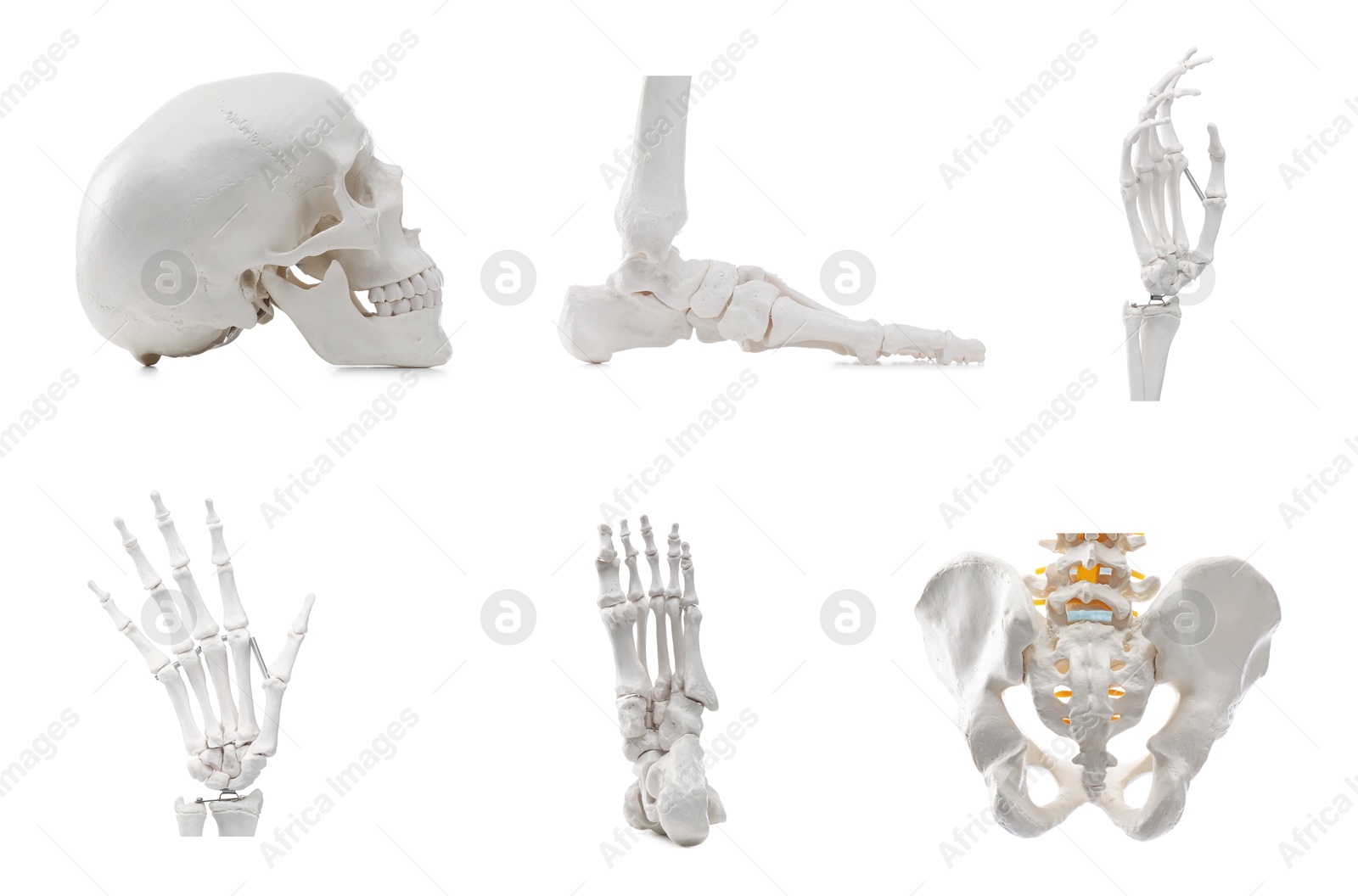 Parts of artificial human skeleton model isolated on white, set Image of Parts of artificial human skeleton model isolated on white, set