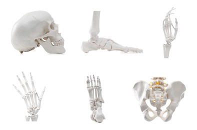 Image of Parts of artificial human skeleton model isolated on white, set