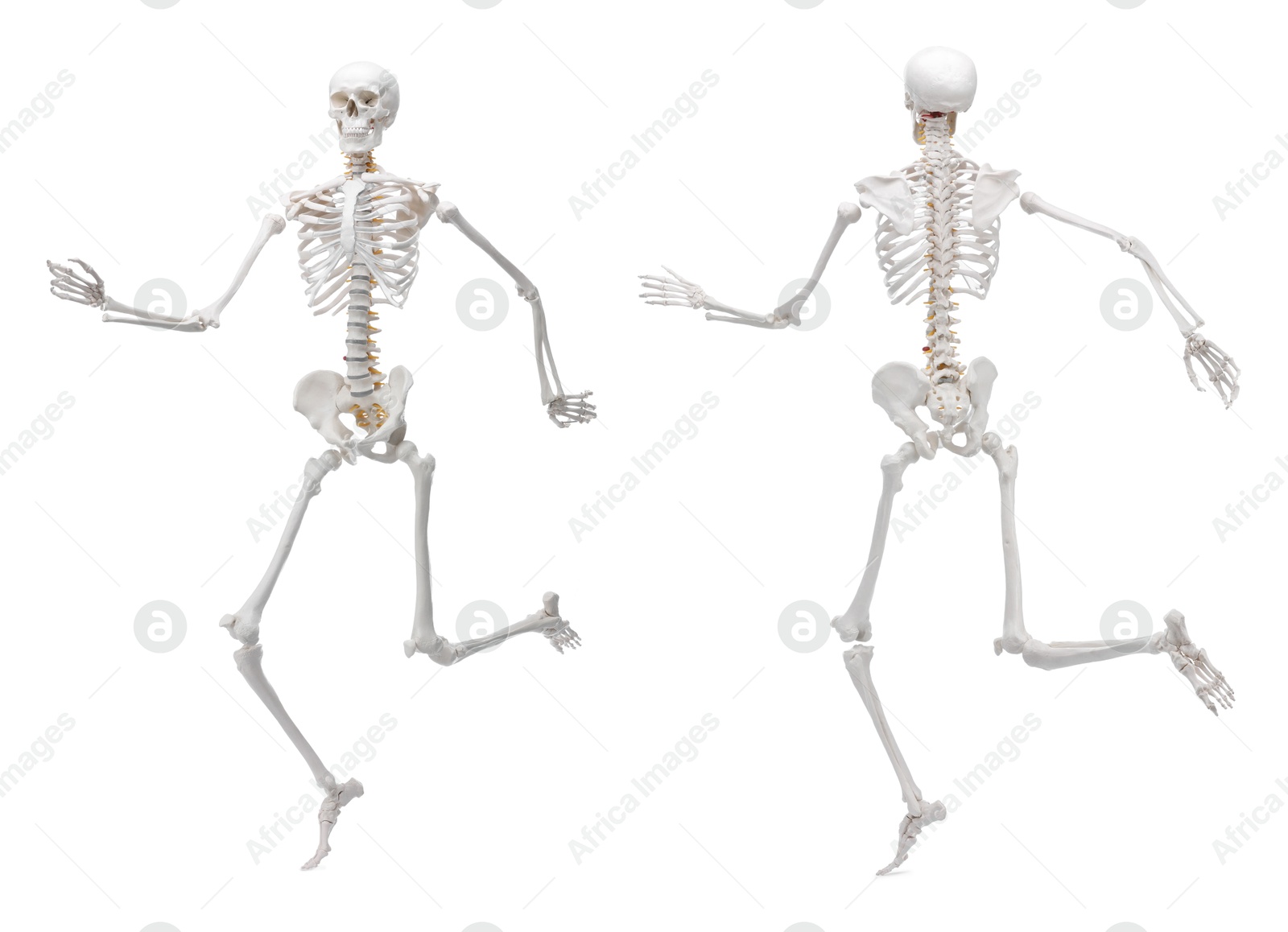 Artificial human skeleton model isolated on white, set. Front and back view Image of Artificial human skeleton model isolated on white, set. Front and back view