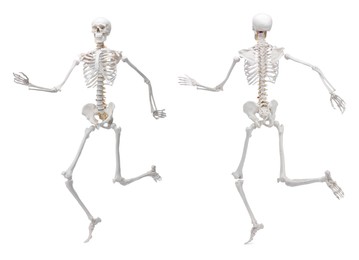 Image of Artificial human skeleton model isolated on white, set. Front and back view